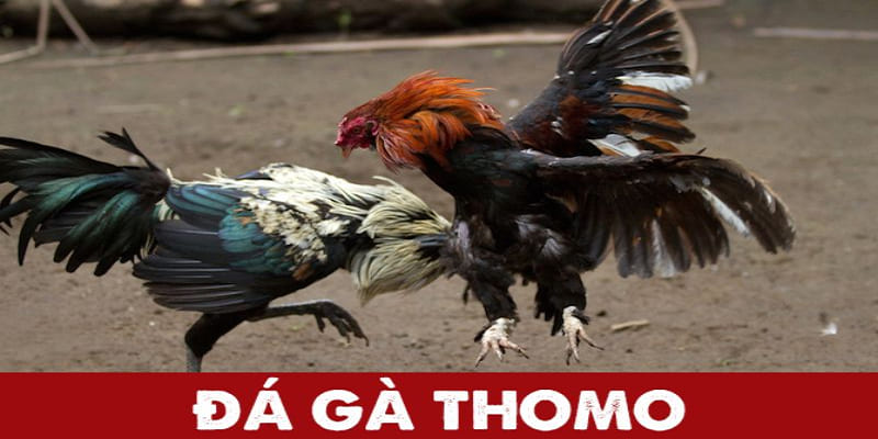 Chọn cửa Meron trong đá gà Thomo Kuwin dễ thắng